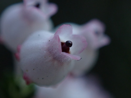 Image of Erica tragulifera by (c) Ren Hoekstra, some rights reserved (CC BY)