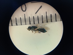 Microchrysa flavicornis