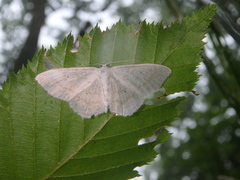 Scopula subpunctaria