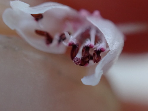 Image of Erica tragulifera by (c) Ren Hoekstra, some rights reserved (CC BY)