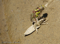 Ophiogomphus bison