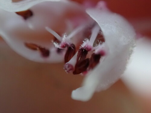 Image of Erica tragulifera by (c) Ren Hoekstra, some rights reserved (CC BY)