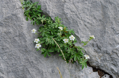 Potentilla alchimilloides