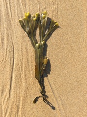 Fucus vesiculosus
