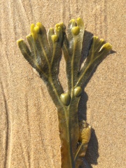 Fucus vesiculosus