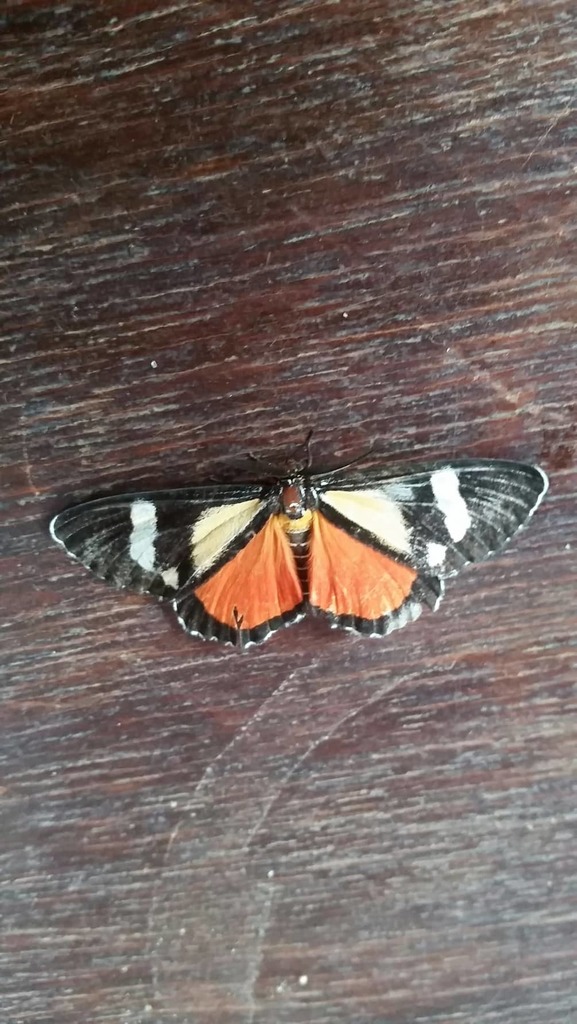 Phaegorista agaristoides