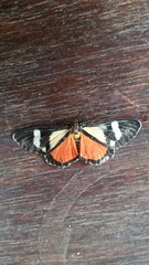 Phaegorista agaristoides