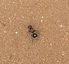 Sigilla dorsata
