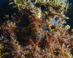 Helcogramma striata