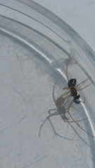 Neottiura bimaculata