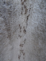 Formicidae