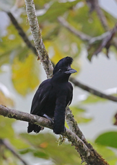 Cephalopterus penduliger