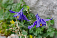 Aquilegia pyrenaica