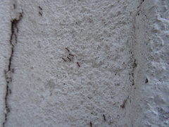Formicidae