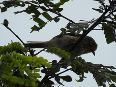 Metopothrix aurantiaca