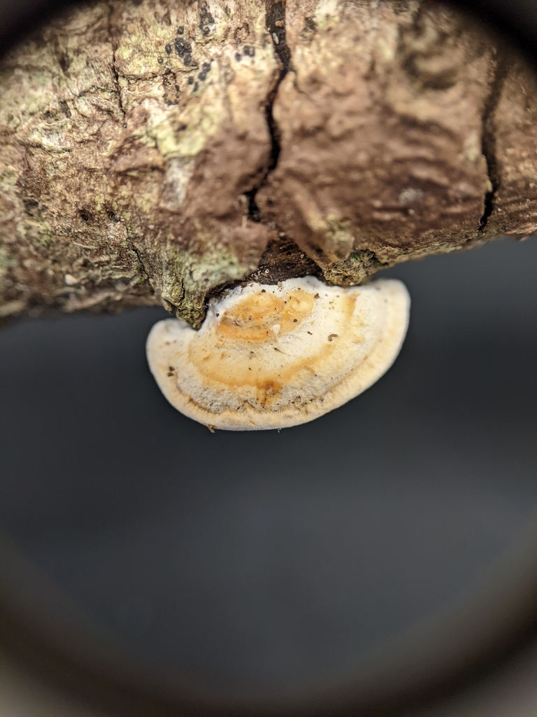 Truncospora tropicalis