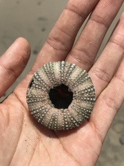 Strongylocentrotus purpuratus