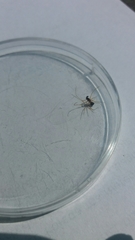 Neottiura bimaculata