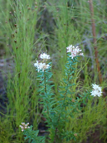 Image of Agathosma mundii by (c) Ren Hoekstra, some rights reserved (CC BY)
