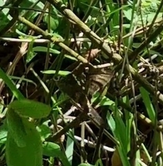 Urbanus proteus