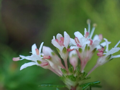 Image of Agathosma mundii by (c) Ren Hoekstra, some rights reserved (CC BY)
