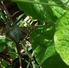 Urbanus proteus