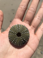 Strongylocentrotus purpuratus