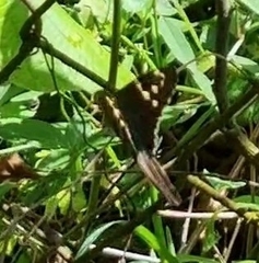 Urbanus proteus