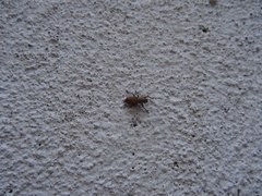 Pantomorus cervinus