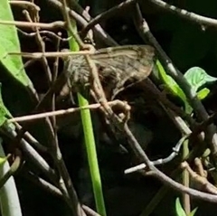 Urbanus proteus