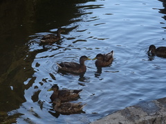 Anas platyrhynchos