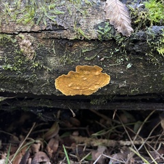 Stereum greslebiniae