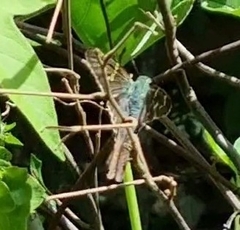 Urbanus proteus