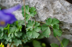 Aquilegia pyrenaica