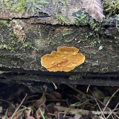 Stereum greslebiniae