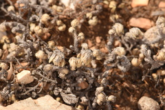 Selaginella peruviana