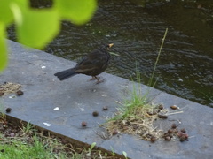 Turdus merula