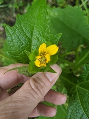 Smallanthus uvedalia