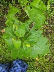 Smallanthus uvedalia
