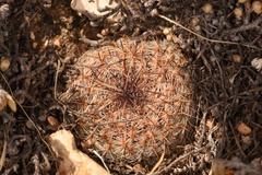 Escobaria tuberculosa varicolor