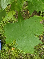 Smallanthus uvedalia