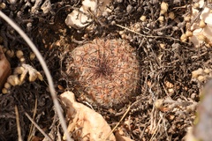 Escobaria tuberculosa varicolor