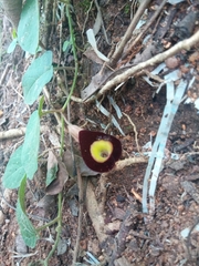 Aristolochia variifolia