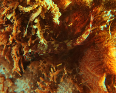 Helcogramma striata