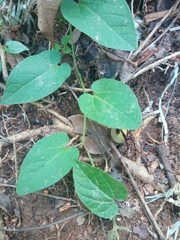 Aristolochia variifolia