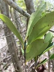 Elaeodendron xylocarpum