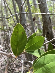 Elaeodendron xylocarpum