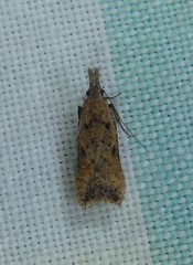 Dichomeris acuminatus