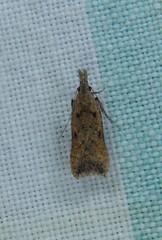 Dichomeris acuminatus