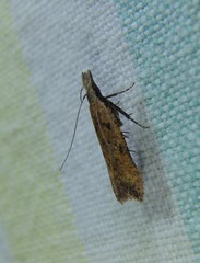 Dichomeris acuminatus